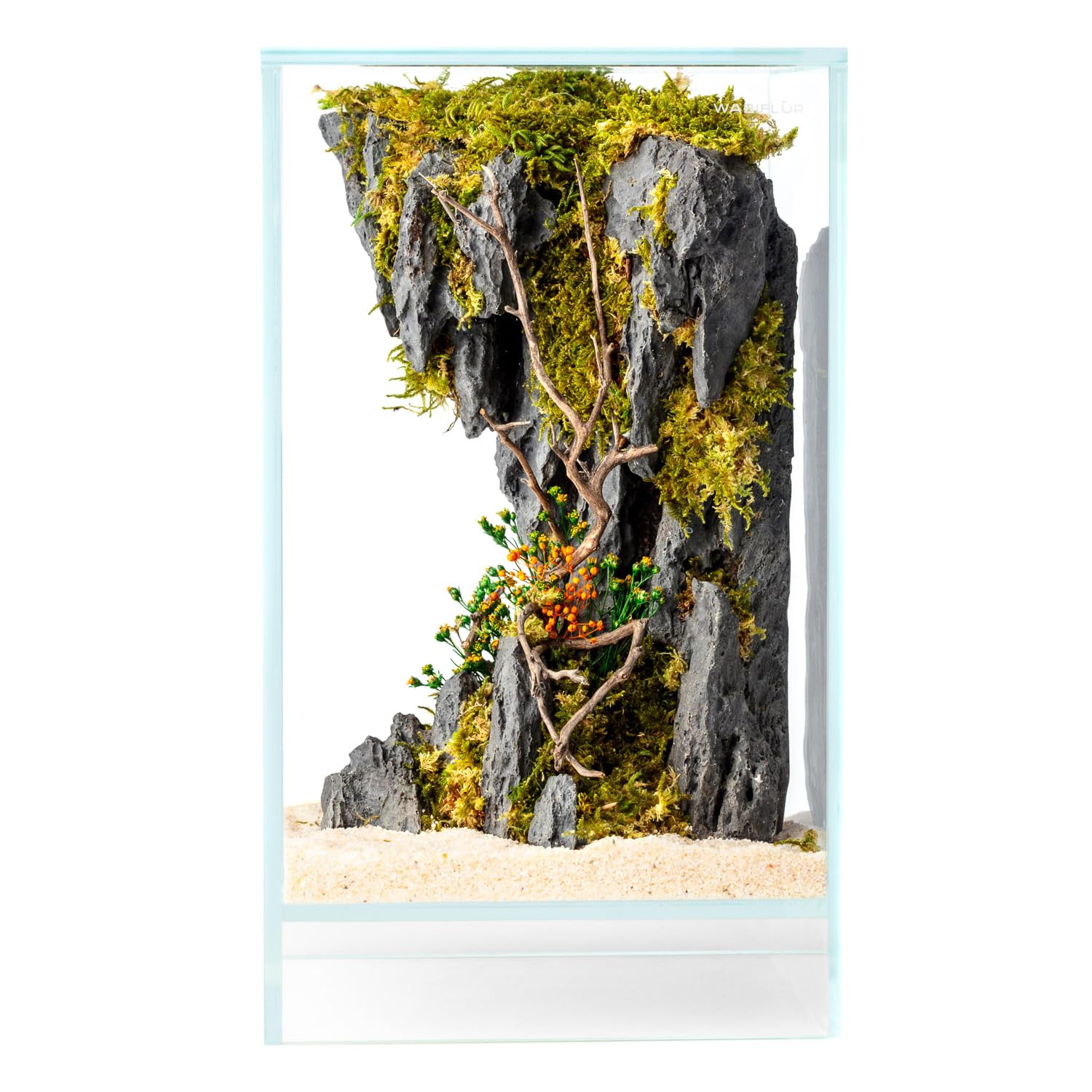 Creus - Terrario estabilizado de Cristal extraclaro, con luz LED y Soporte, con Flores estabilizadas, decoración Natural Elegante, sin Mantenimiento, para casa, Oficina e Ideas de Regalo