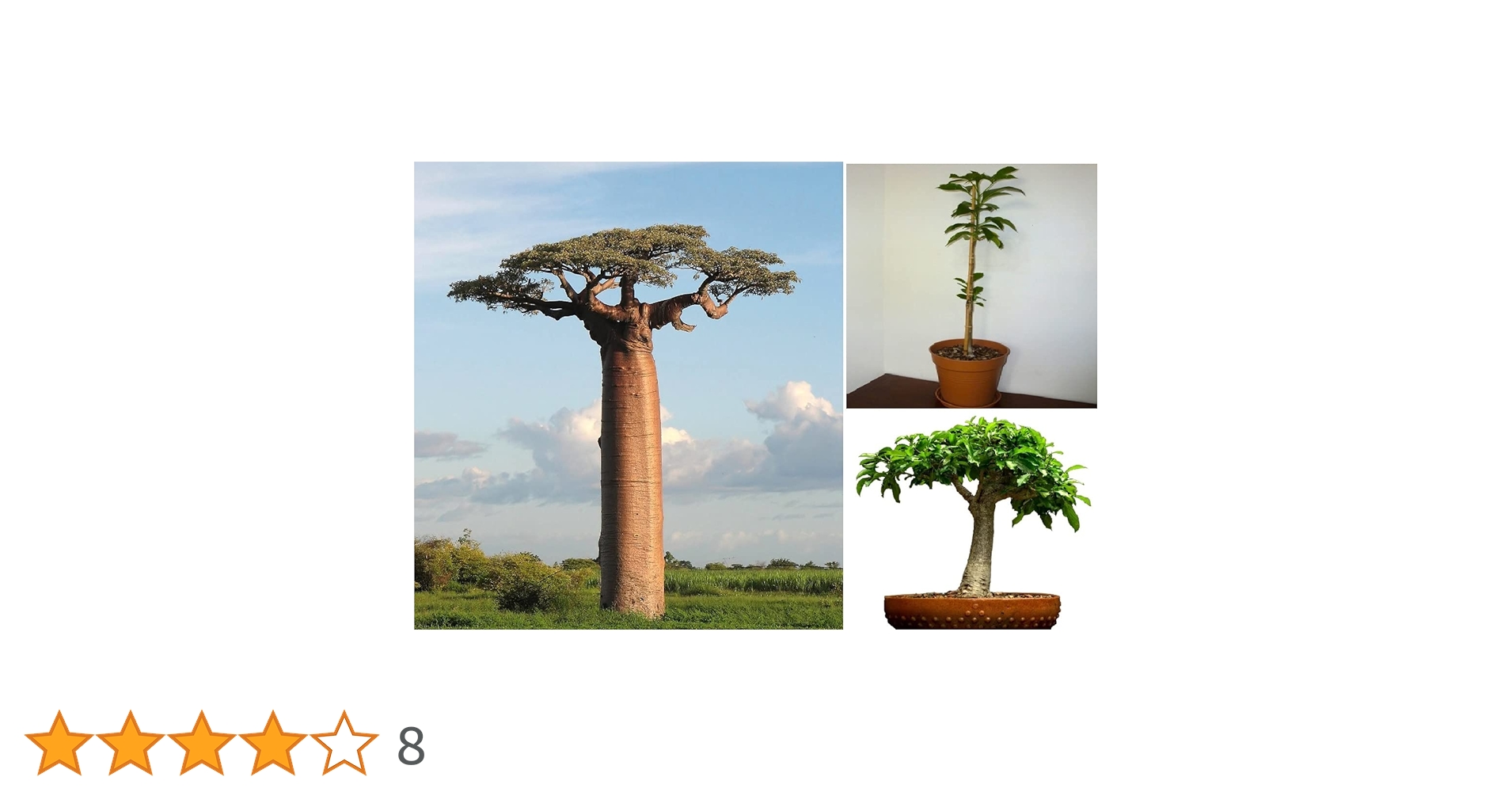 バオバブ　Adansonia digitata 71FhC4zTltL.jpg_BO30,255,255,