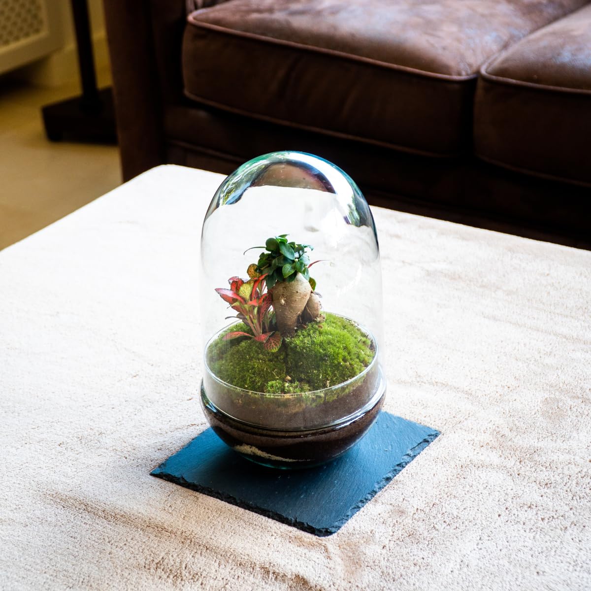 Terrario Plantas Cristal - Cúpula con Ficus Ginseng y Fittonia | Jardin Eterno en Cristal o Ecosistema Cerrado | Ideal para Decoración Hogar | Mediano, 30 cm x 19 cm