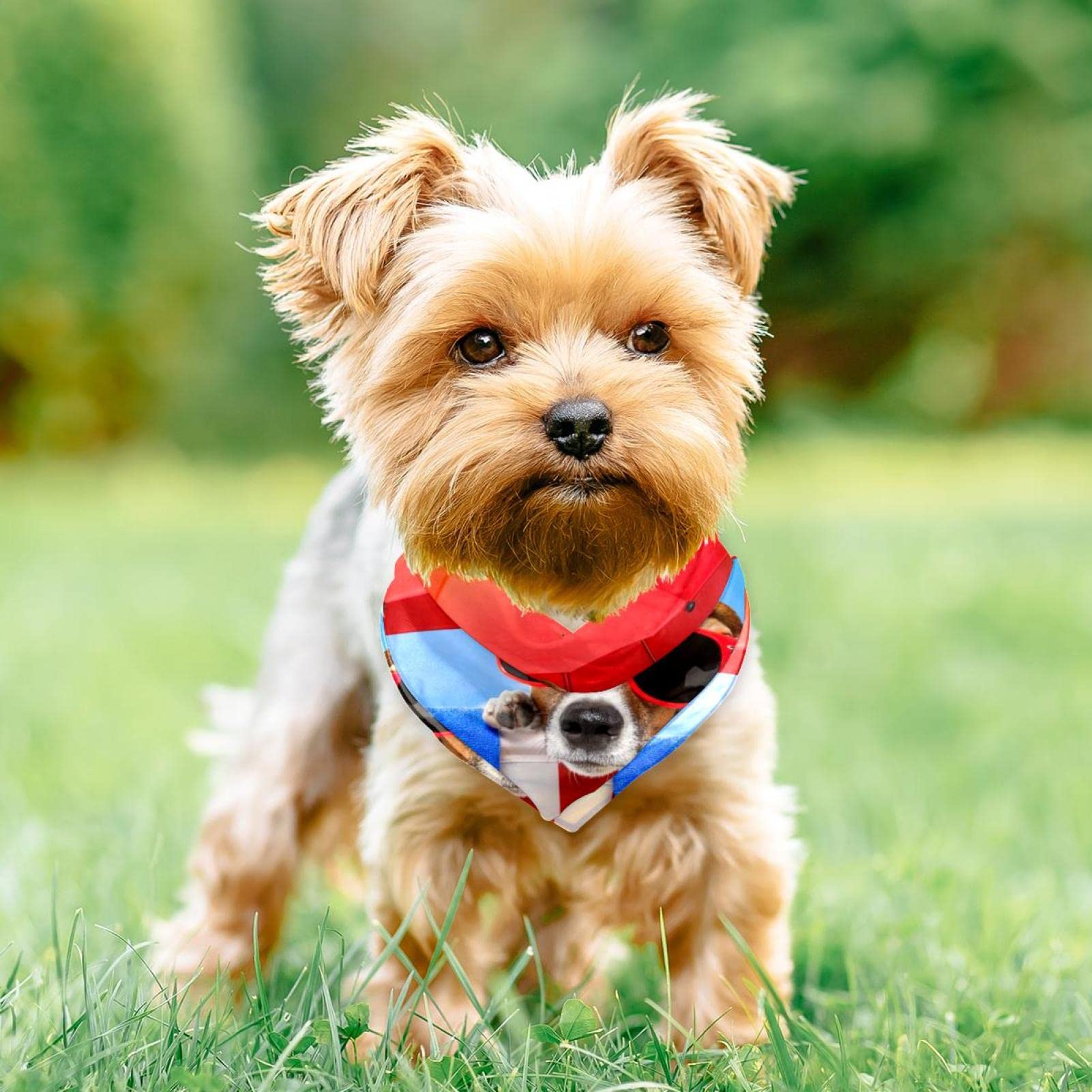 Petyoung Huisdier kat hond gelukkige verjaardag bandana sjaals en schattige feesthoed voor meisjes jongens, kat verjaardagscadeau decoraties set met zachte sjaal en schattige hoed