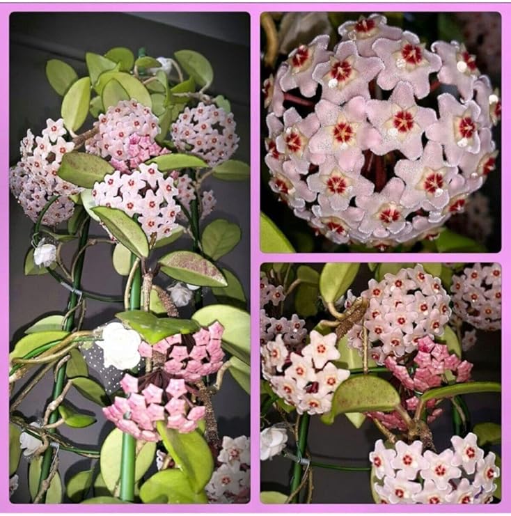 Gardenbox Mum Çiçeği Hoya Carnosa Fidesi, 1 Adet, Saksılı, 10-20 cm, İç Mekan Sarmaşık Bitki