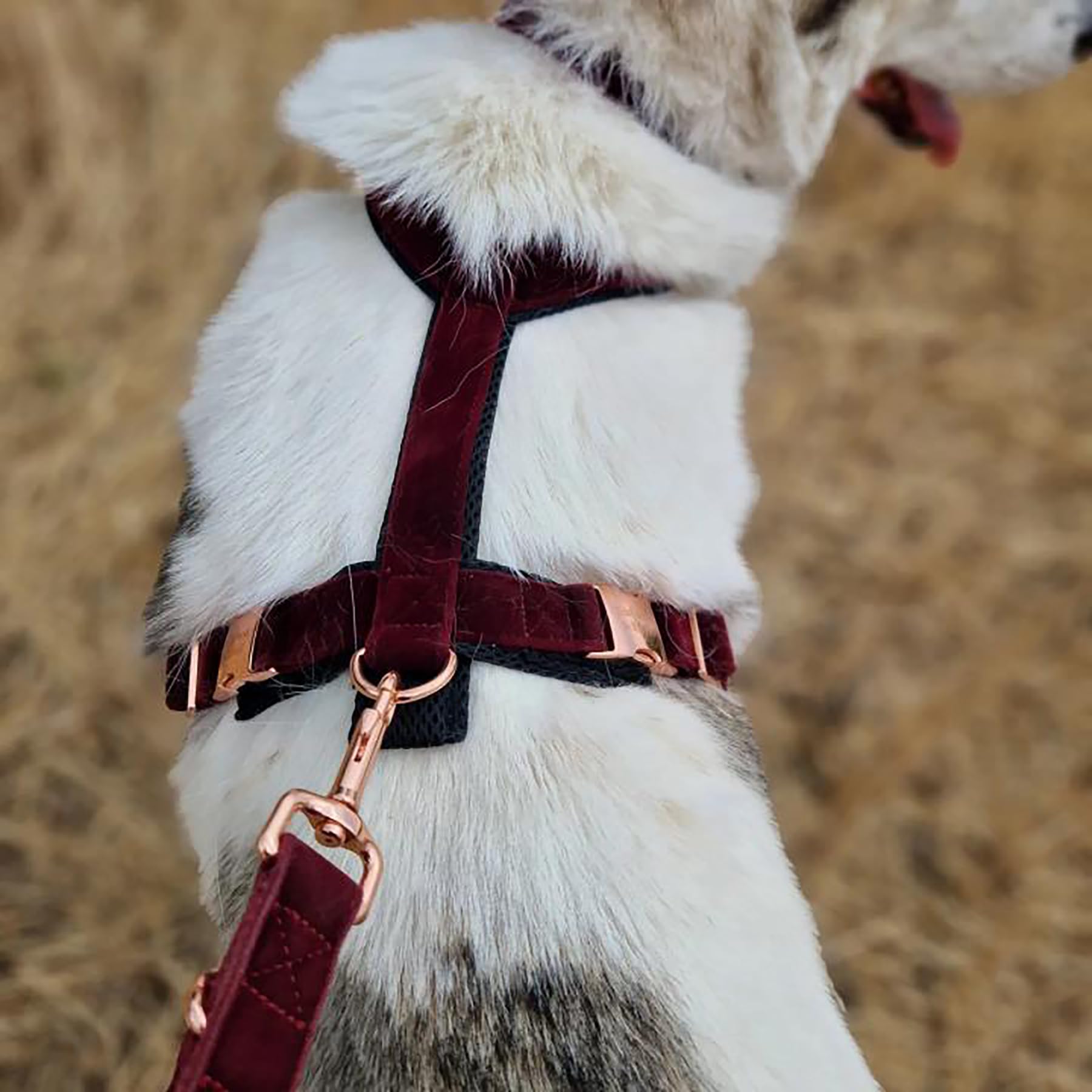 EDEL&SCHNELL Whippet Galgo Greyhound Windhund Hundegeschirr dunkelrot Größe XS Geschirr für kleine Hunde aus Samt