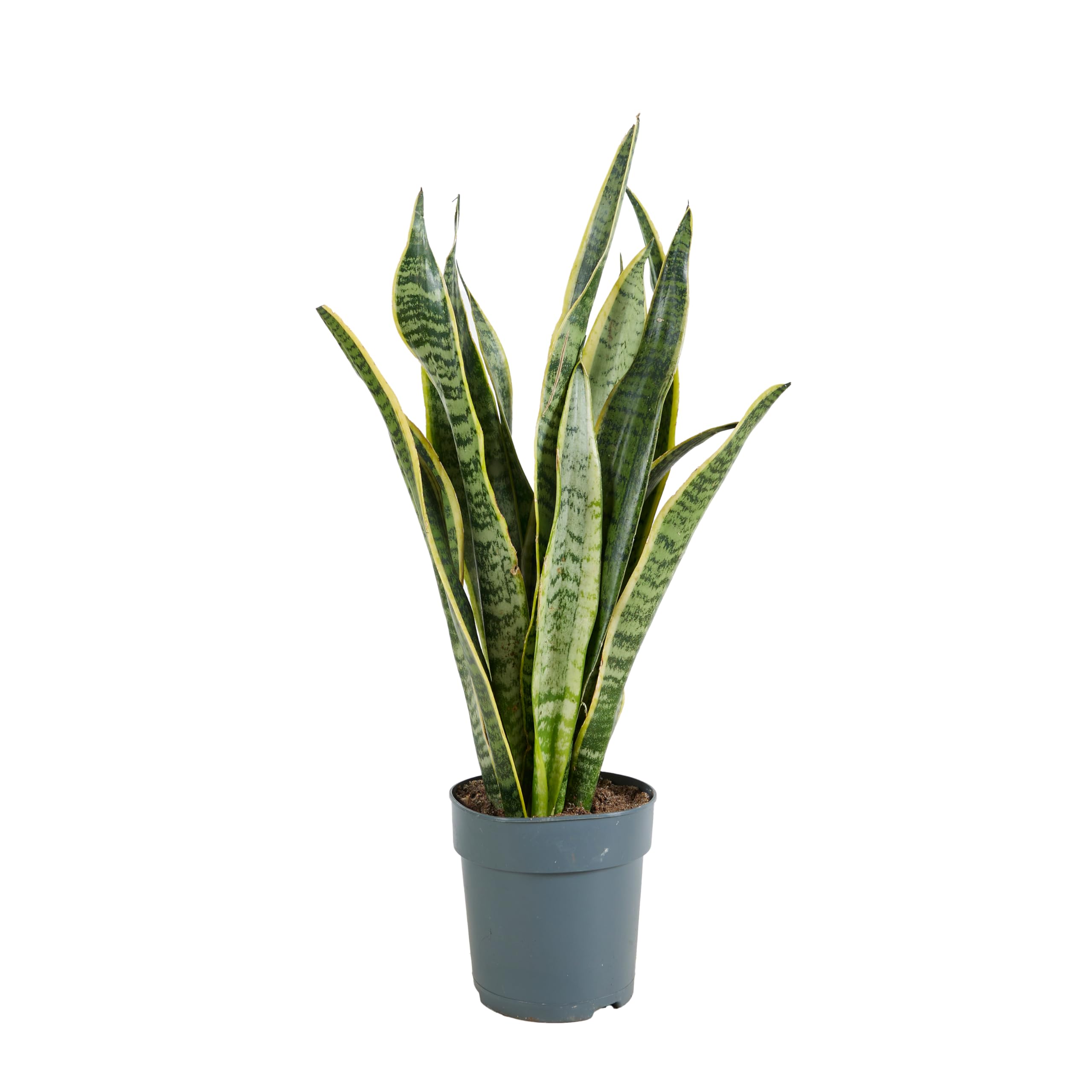 Bloomique - Sansevieria Laurentii - Langue de belle-​mère - Plantes d'intérieur - Dépolluante - Très Facile à Entretenir - Hauteur 30-​40 cm - Pot 12 cm