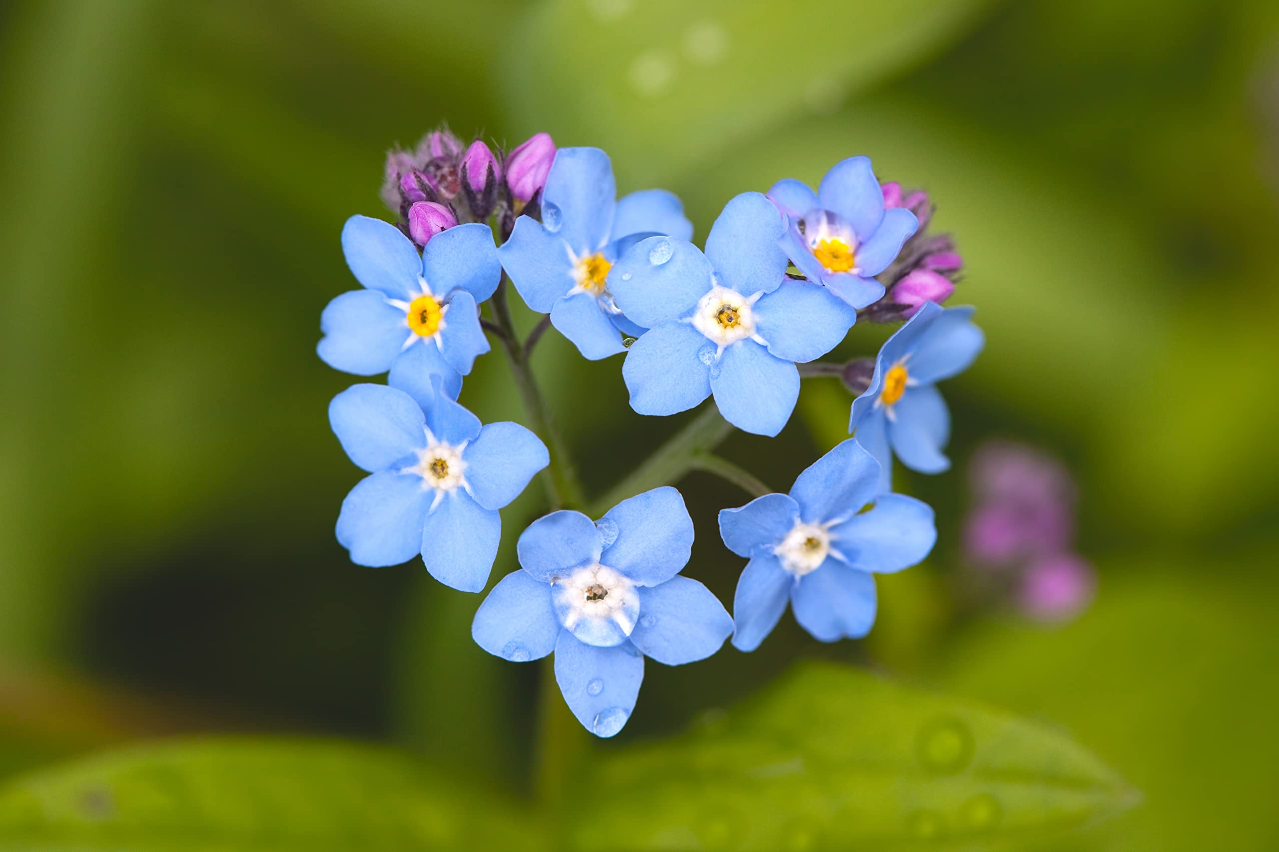 ARABIA エステリ ボタニカ\"Myosotis scorpioides\" Myosotis Scorpioides Water Forget-Me-Not | SiteOne US