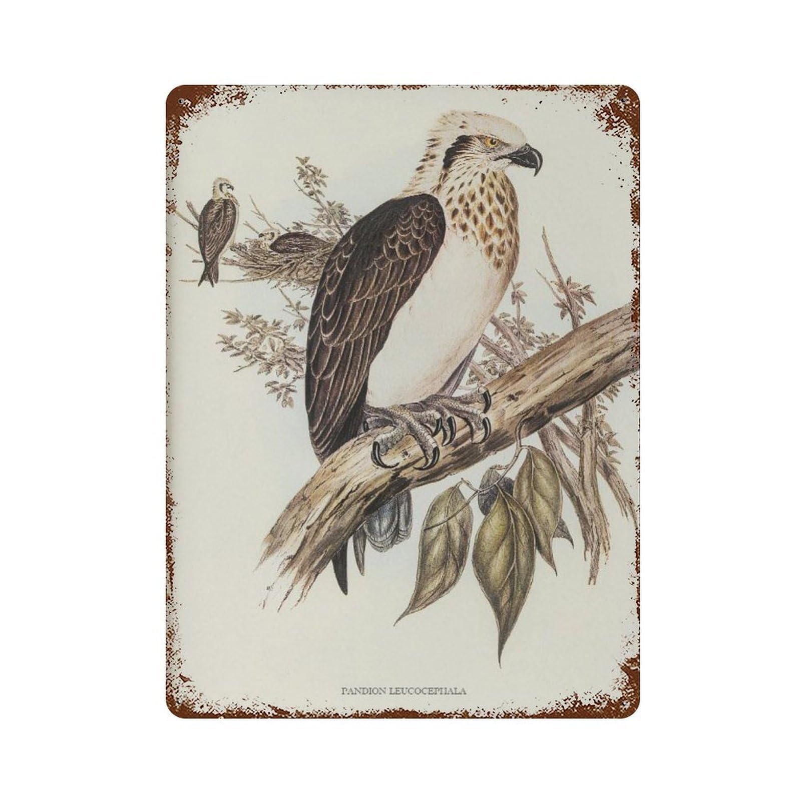 xiaoxiaoshen Vintage Eagle Illustration Bird Wall Decor Art Metal Tin Poster Modern Home Decor Art Home Bar Shop Decorations Vintage Sign 40x30cm