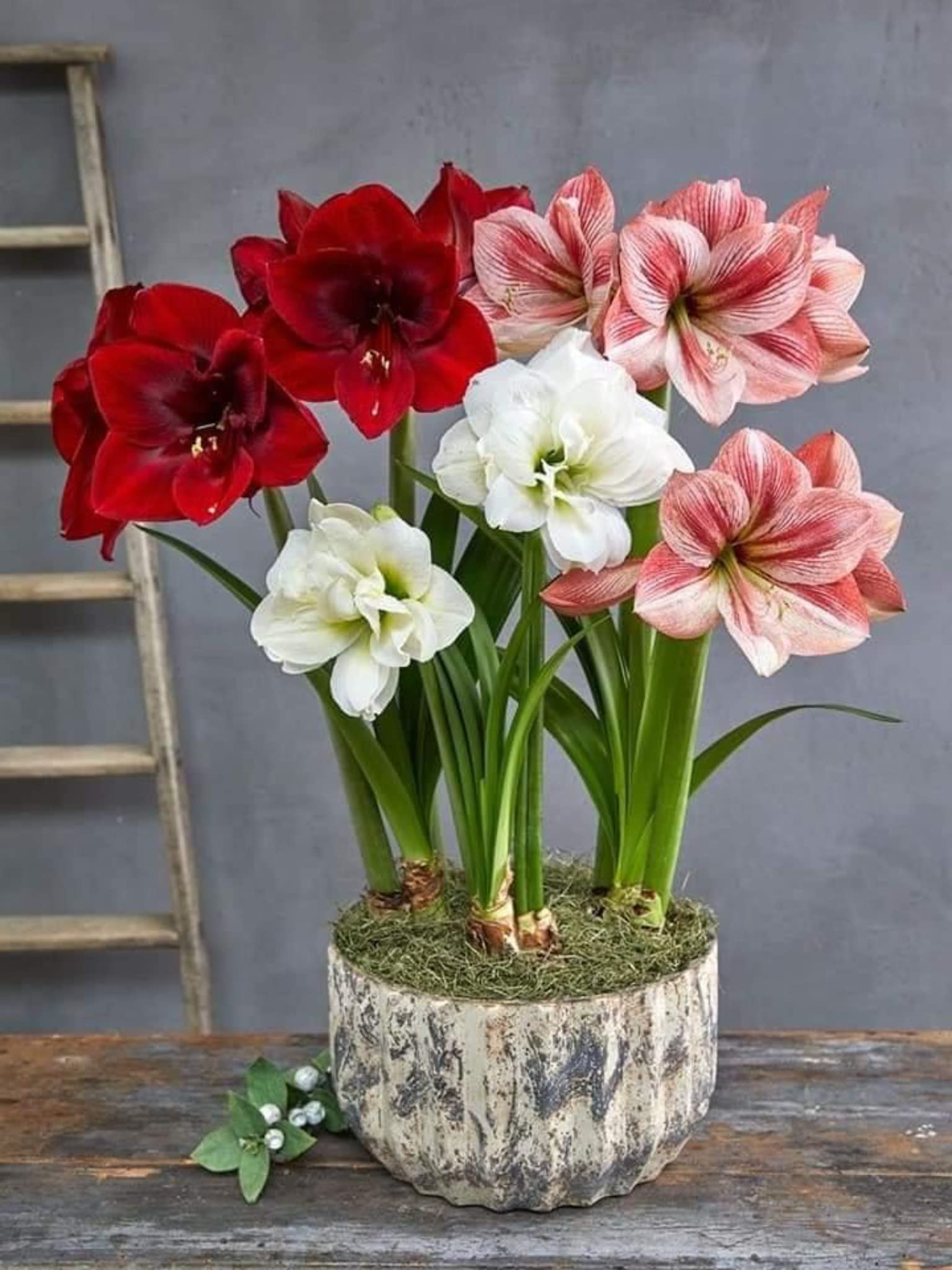 THE GREEN DOTCOM Amaryllis Lily Flowering Bulbs | Multicolor, 3 Bulbs | Fragrant Flower Plants Seeds | Home Gardening | Indoor Home Decor | Flowering | Fresh Seeds-image-32
