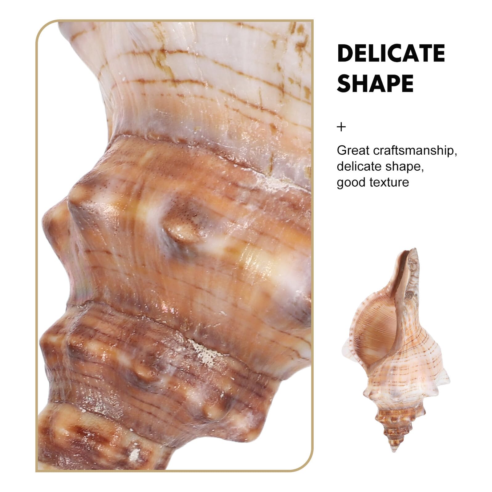 Conchiglie di Mare Naturali 16-18 Cm, Riempitivi Decorativi per Vasi e Acquari, Accessori a Forma di Conchiglia per Decorazioni Casa e Feste Tema Spiaggia