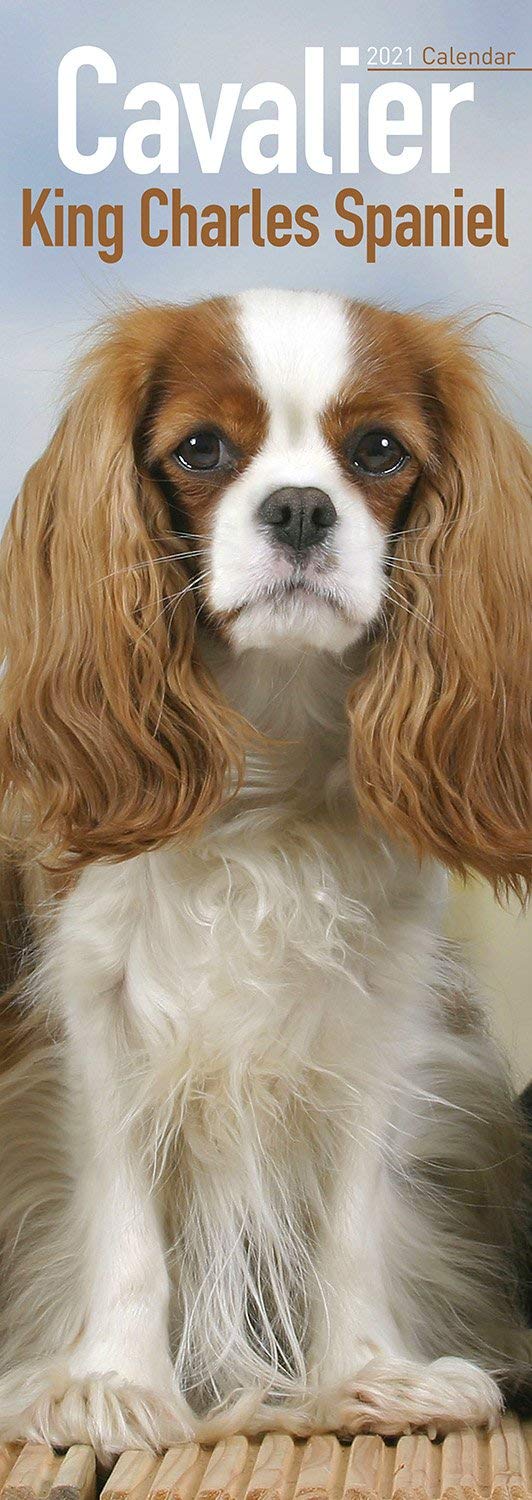 Cavalier King Charles Spaniel Slim Calendar 2026 | Dog Breed Slimline Calendar | 12 Month | With Free Organisational Stickers