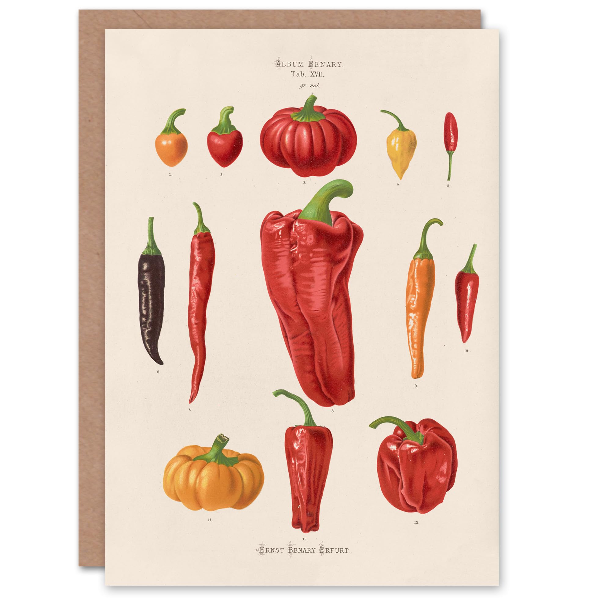 Artery8 Ernst Benary Art Card Capsicums and Chili Pepper Varieties