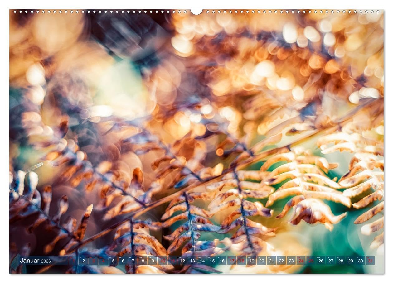 Farne vom Licht umtanzt (Wandkalender 2026 DIN A2 quer), CALVENDO Monatskalender: Farne bei verschiedenen Lichtstimmungen (CALVENDO Natur)