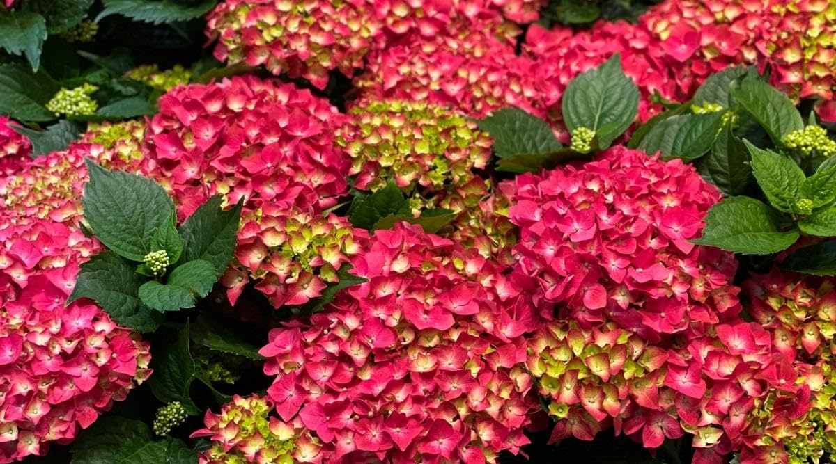 Aiden Gardens Dwarf Hybrid Hydrangea macrophylla ‘Heart Throb’ 1 Live Flowering Plant for Home Garden
