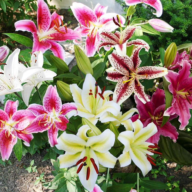 Mixed Oriental Lilies Flower Bulbs - 5 Lily Bulbs Per Pack - Mixed Colors - Pleasantly Scented - Good as Cut Flowers - Perennializing
