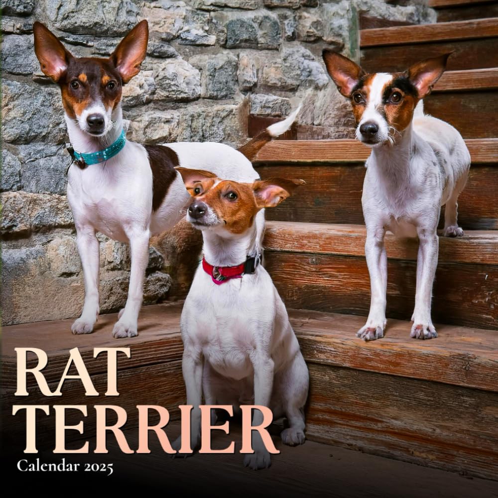 Rat Terrier Calendar 2025 A Year of Playful and Energetic