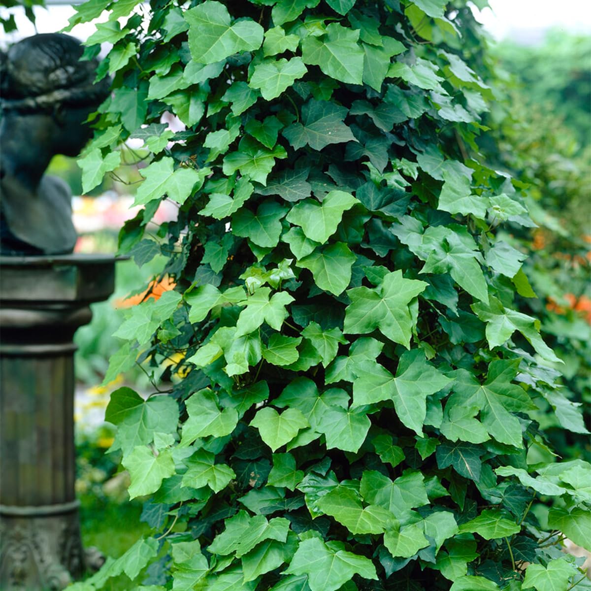Bloomique - Lot de 2 - Hedera Hibernica - Lierre à grandes feuilles - Persistant - Plantes grimpantes - Plantes de jardin - Rustiques - Pot 15cm - 70-80cm de Haut