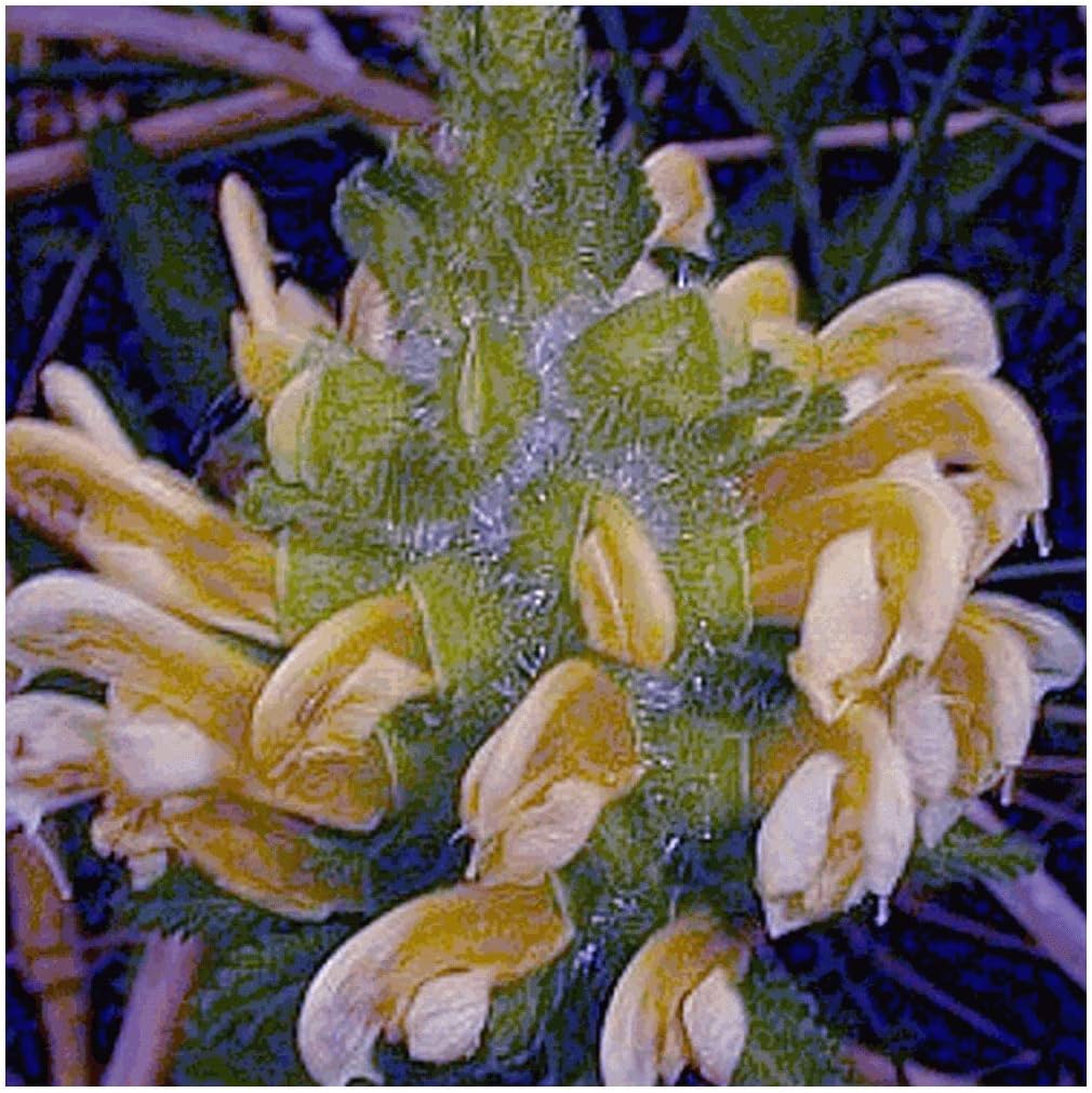 Everwilde Farms - 1 Oz Marsh Betony Native Wildflower Seeds - Gold Vault