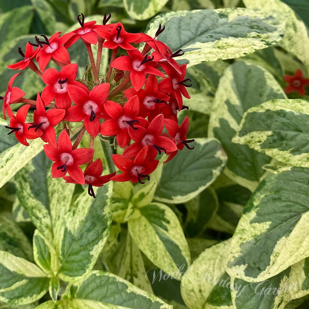 Amazon.co.jp: ハッピーガーデン 花苗 珍しい 斑入り ペンタス サマー