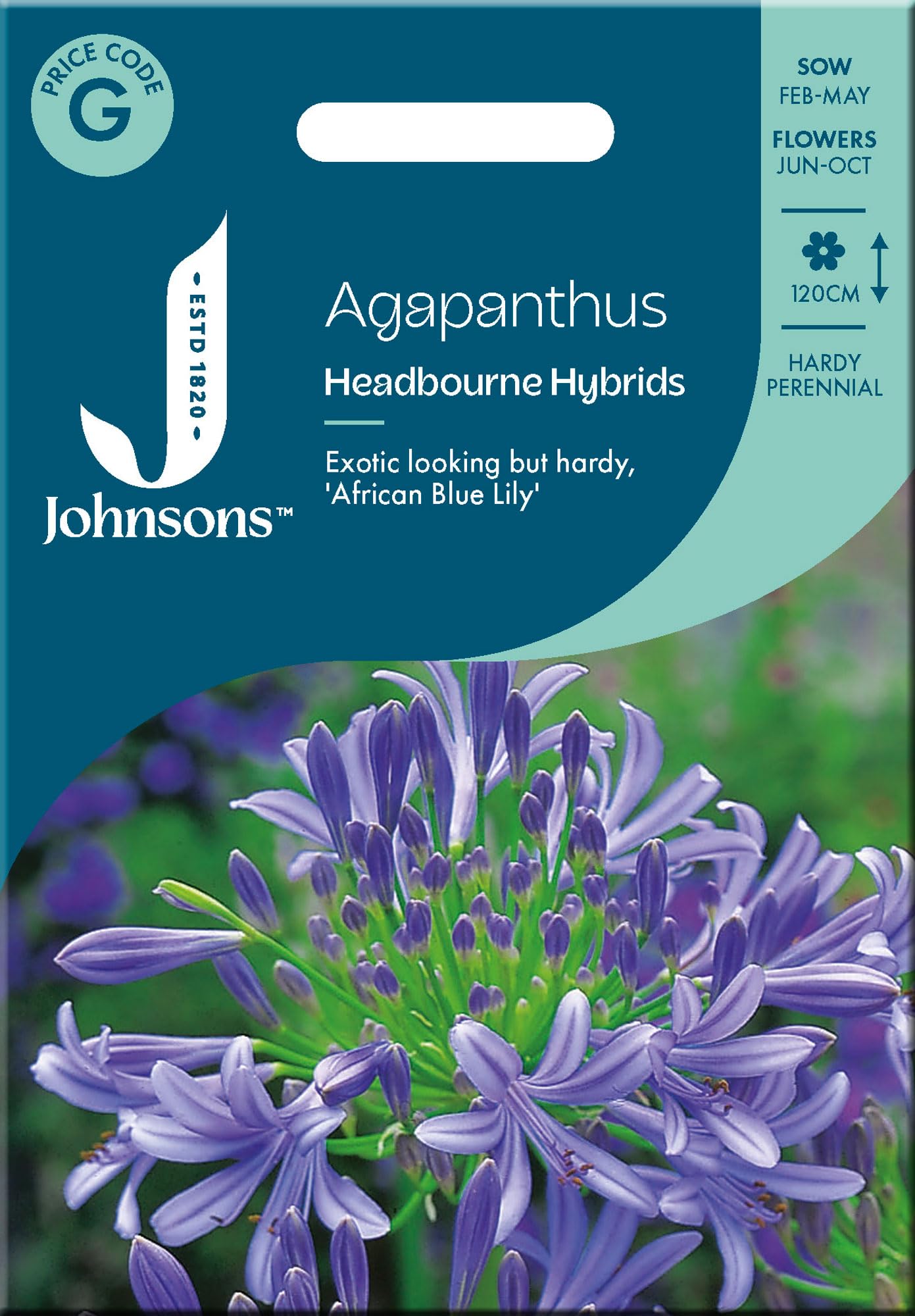 Johnsons Agapanthus Seeds Headbourne Hybrids for Planting UK - Flower Seed - African Blue Lily