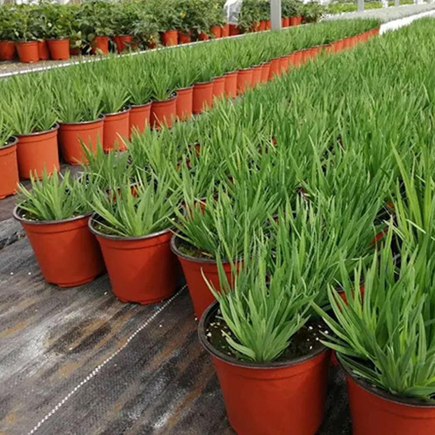 Blumentopf Anzucht 100 Stück Plastik Pflanzcontainer 9cm für Sukkulenten