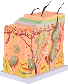 Human Skin Model, 50X Enlarged Anatomical Model Anatomy with Study Guide, Teaching Tool for Science Study or Patient Education