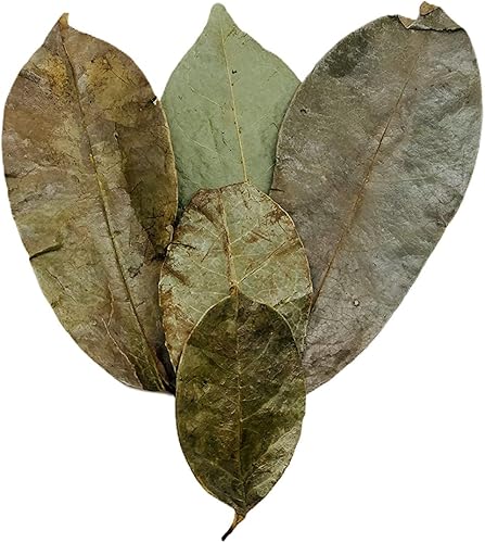 Miniatura 3 de Hojas de guanábana y 1 infusor de té de cristal, paquete de cuarzo ahumado, hojas de guanábana, te de guanábana, té de guanábana, producto de Perú