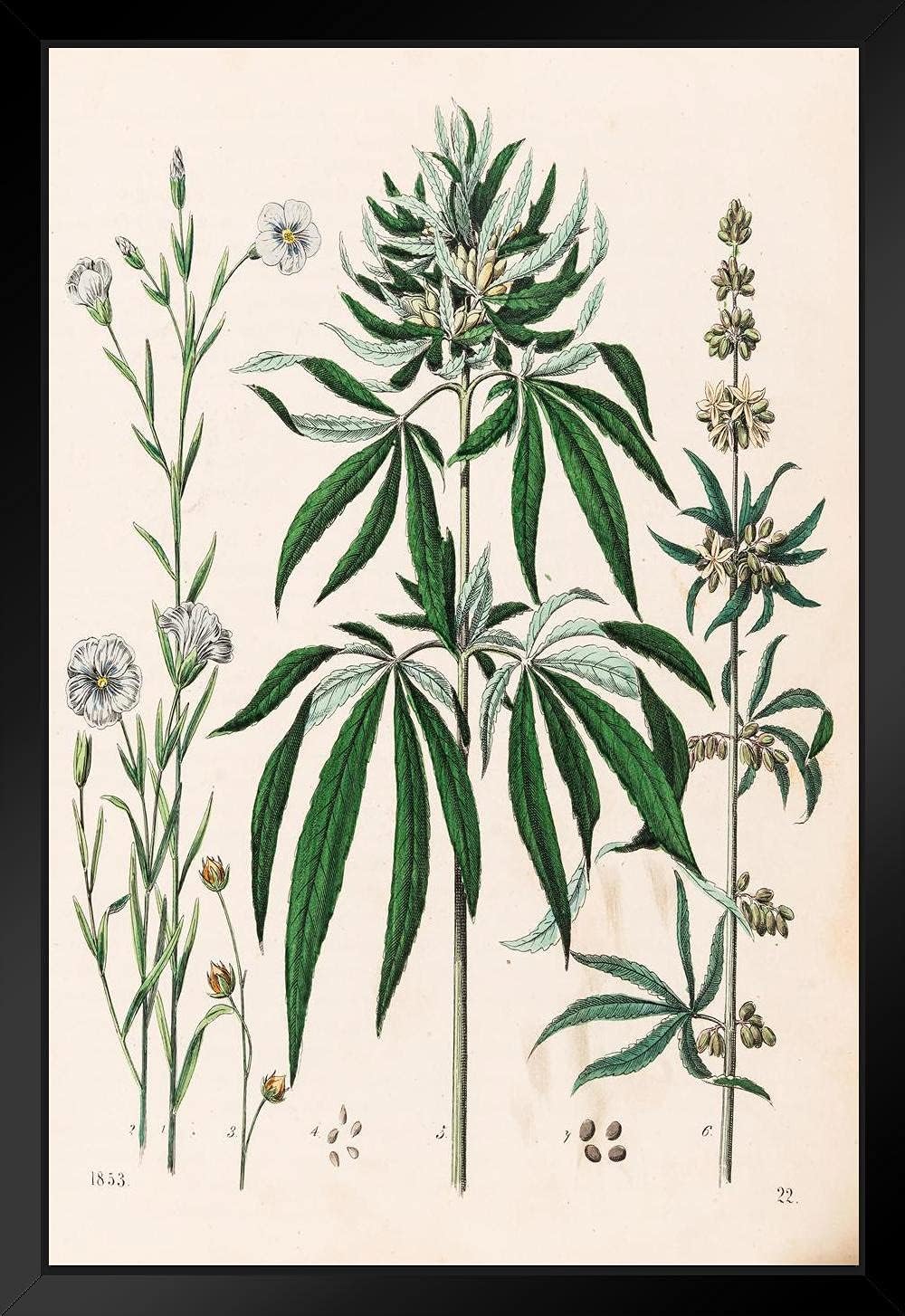 Amazon 大麻植物 マリファナイラスト 1853 クールな壁装飾 アートプリントポスター 12x18 アートワーク ポスター オンライン通販