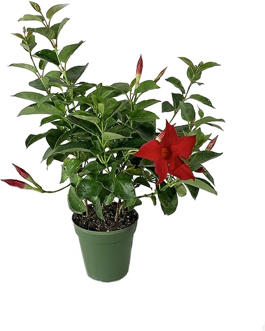 The Best Plants For Graves Expert Fupping