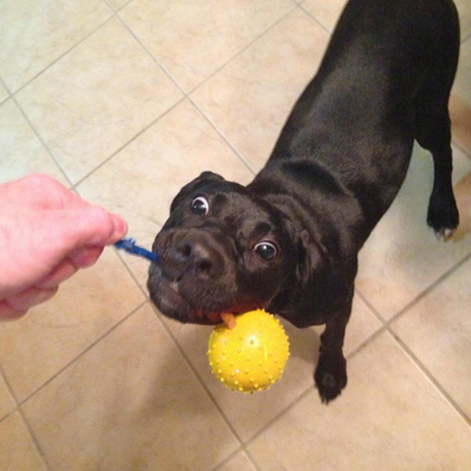 Balle Pour Chien Mâcheur Agressif - Jouet Interactif Résistant, Flottante, Avec Couineur - Pour Dressage, Promenade, Enrichissement