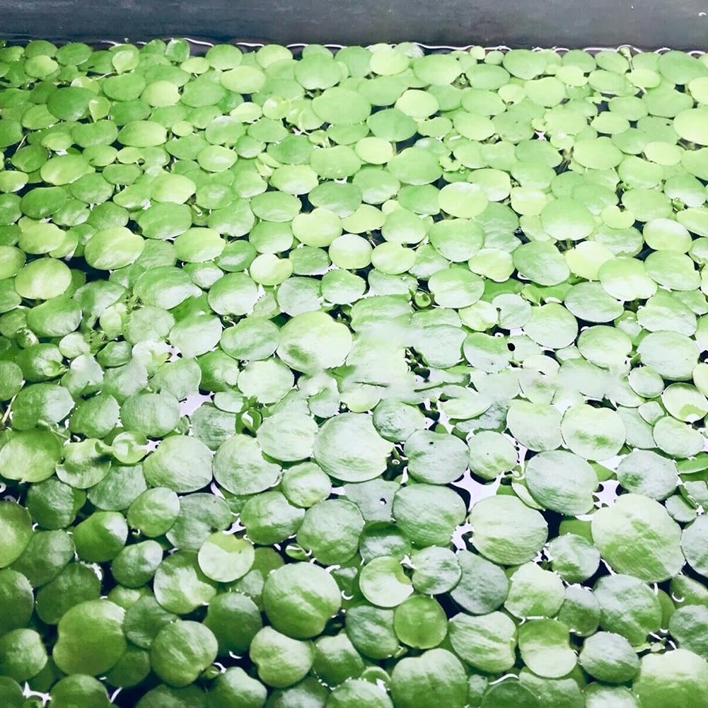20 piezas estanque planta Lemna menor lenteja de agua, semillas acuario paisajismo decoración Semillas de lenteja de agua 20 unidades