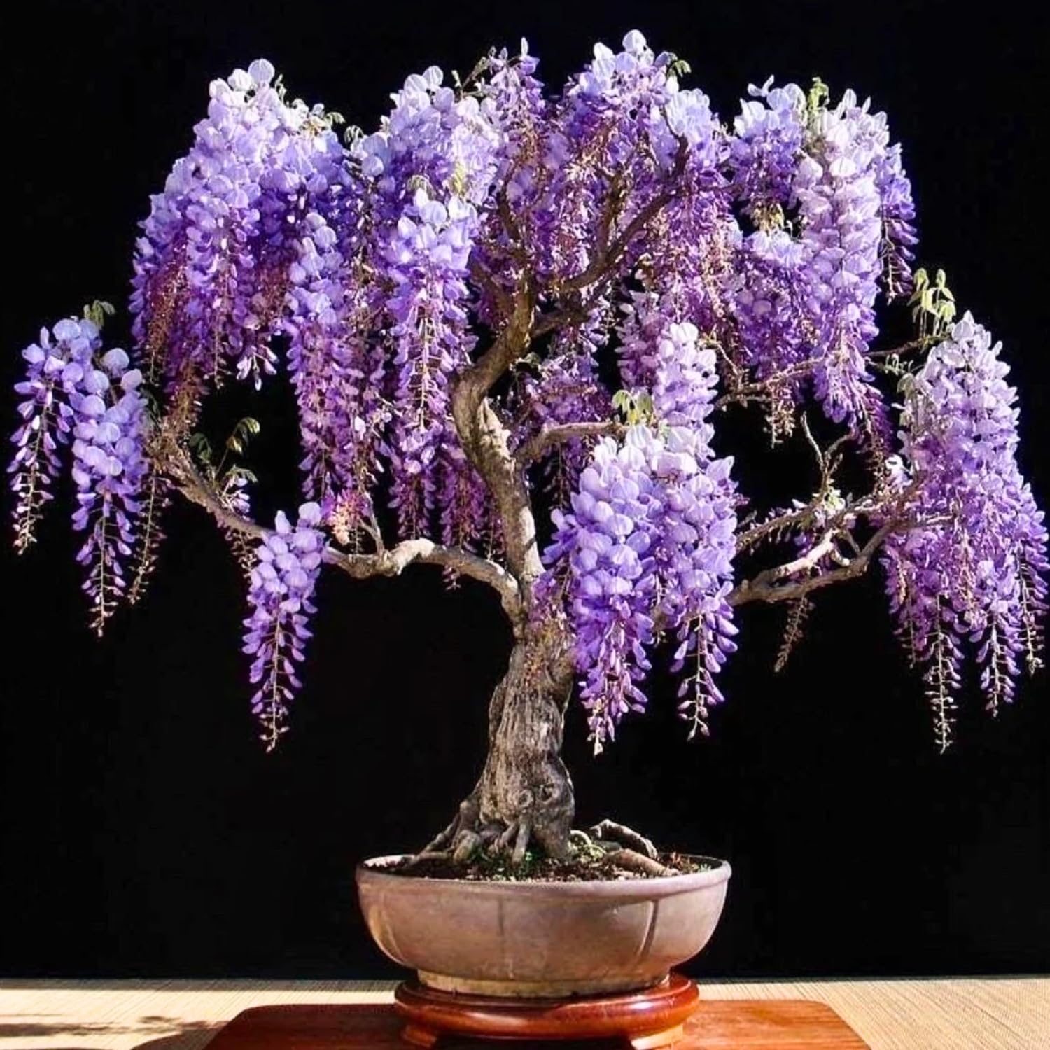 2 Purple Wisteria Trees Live Plants for Planting 6 to 12 Inch Tall, Purple Wisteria Plant Live to Grow, Wisteria Vine Live Plant for Planting, Fragrant Wisteria Flowers, in Pots