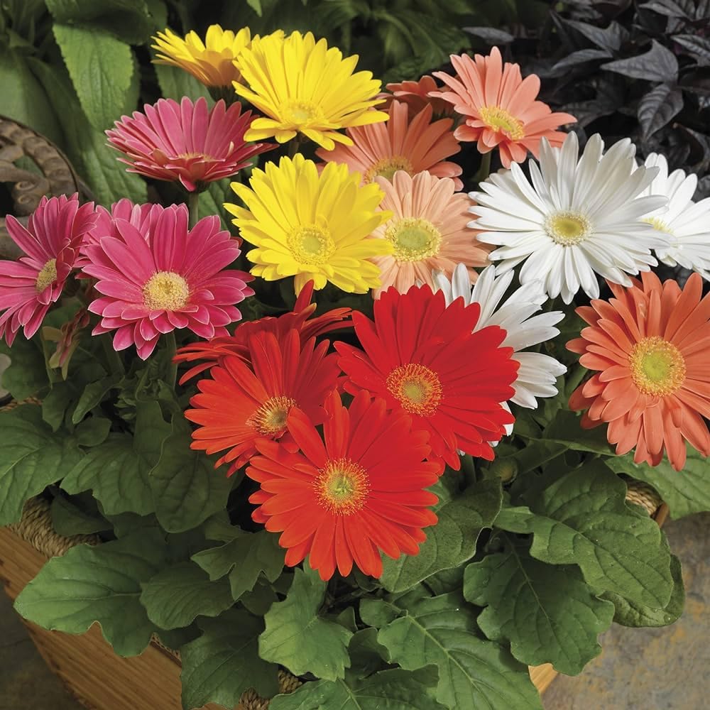 Gerbera Flower Seeds - Grow Your Own! -2 Gerbera Flower Seeds - Grow Your Own! -2