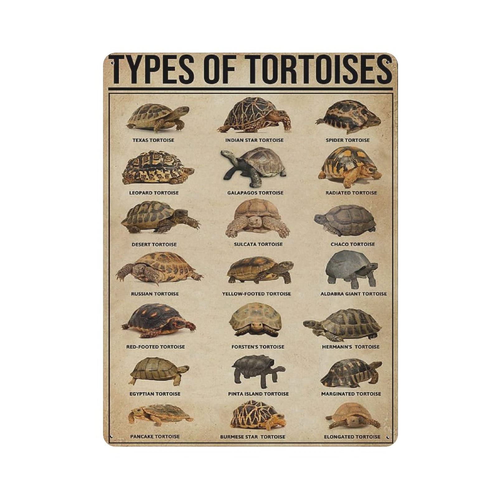 rayprint Knowledge of The Type of Tortoise Tin Sign Metal Plaque Art Hanging Iron Painting Retro Home Kitchen Garden Garage Wall Decor 16"x12"