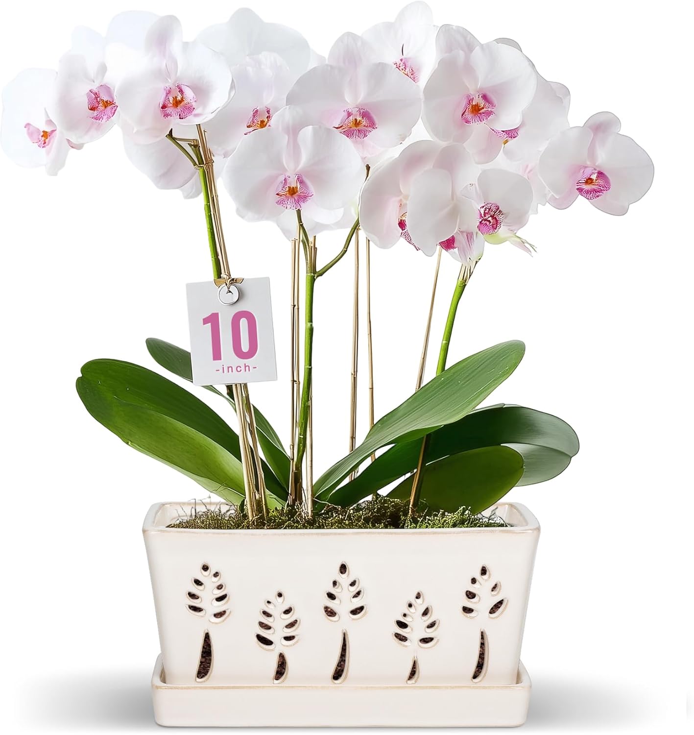 BUYMAX 10 Inch Rectangle Ceramic Orchid Pots with Holes, Heavy Duty Handmade Ceramic Plant Pot with Drainage and Saucer, Accommodate 2 Orchids, Enhance Good Ventilation White