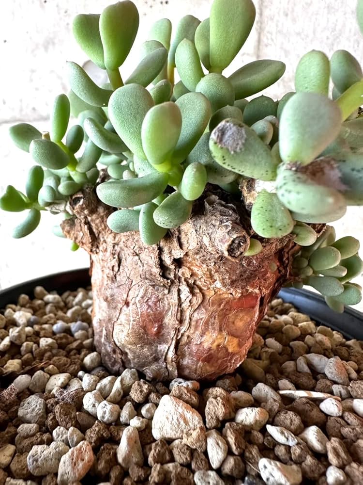 【国内採種】Ceraria Pygmaea seeds 新鮮種子50粒 国内採種】Ceraria Pygmaea seeds 新鮮種子50粒