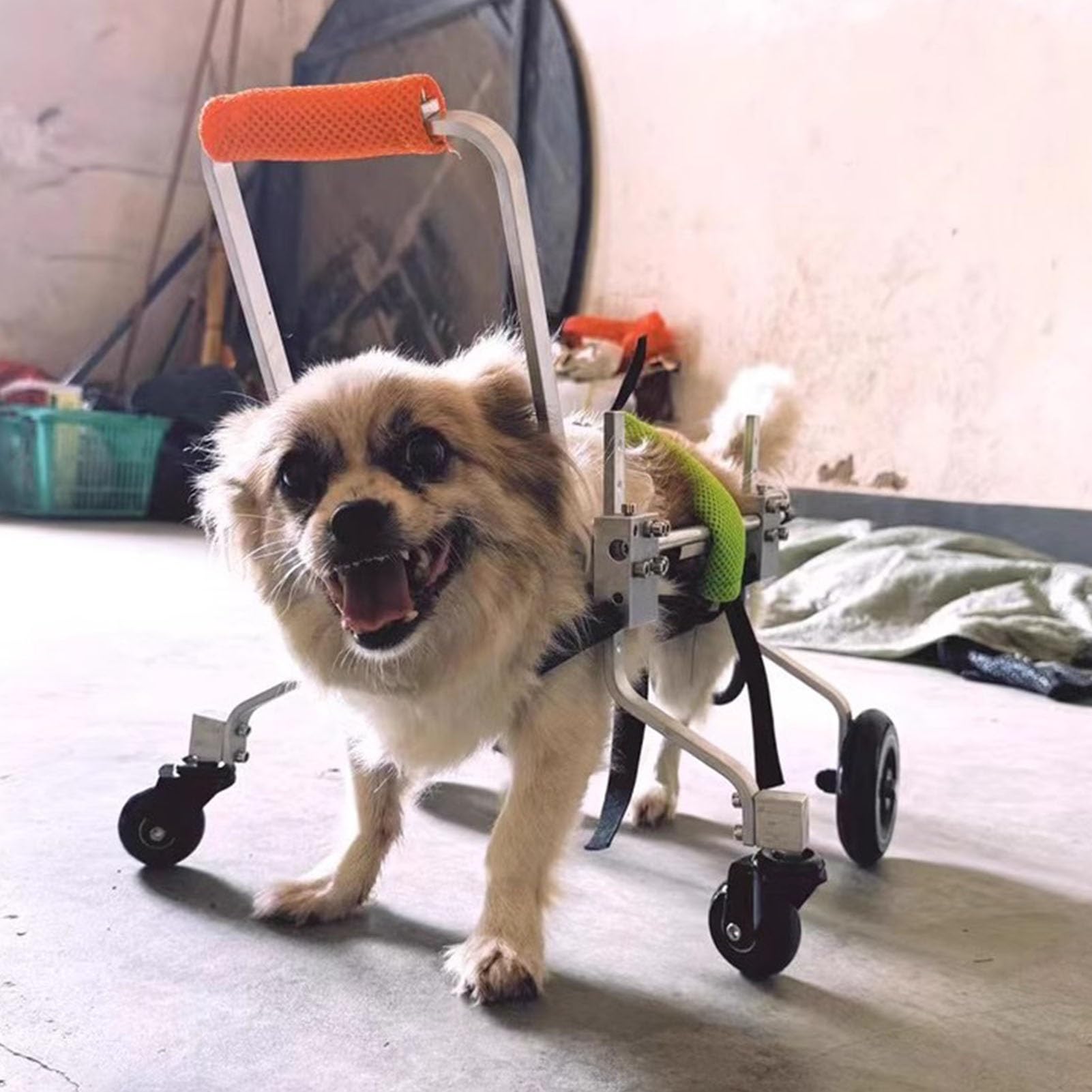 Fauteuil roulant pour chien et support de vie pour son bien-être retrouvé