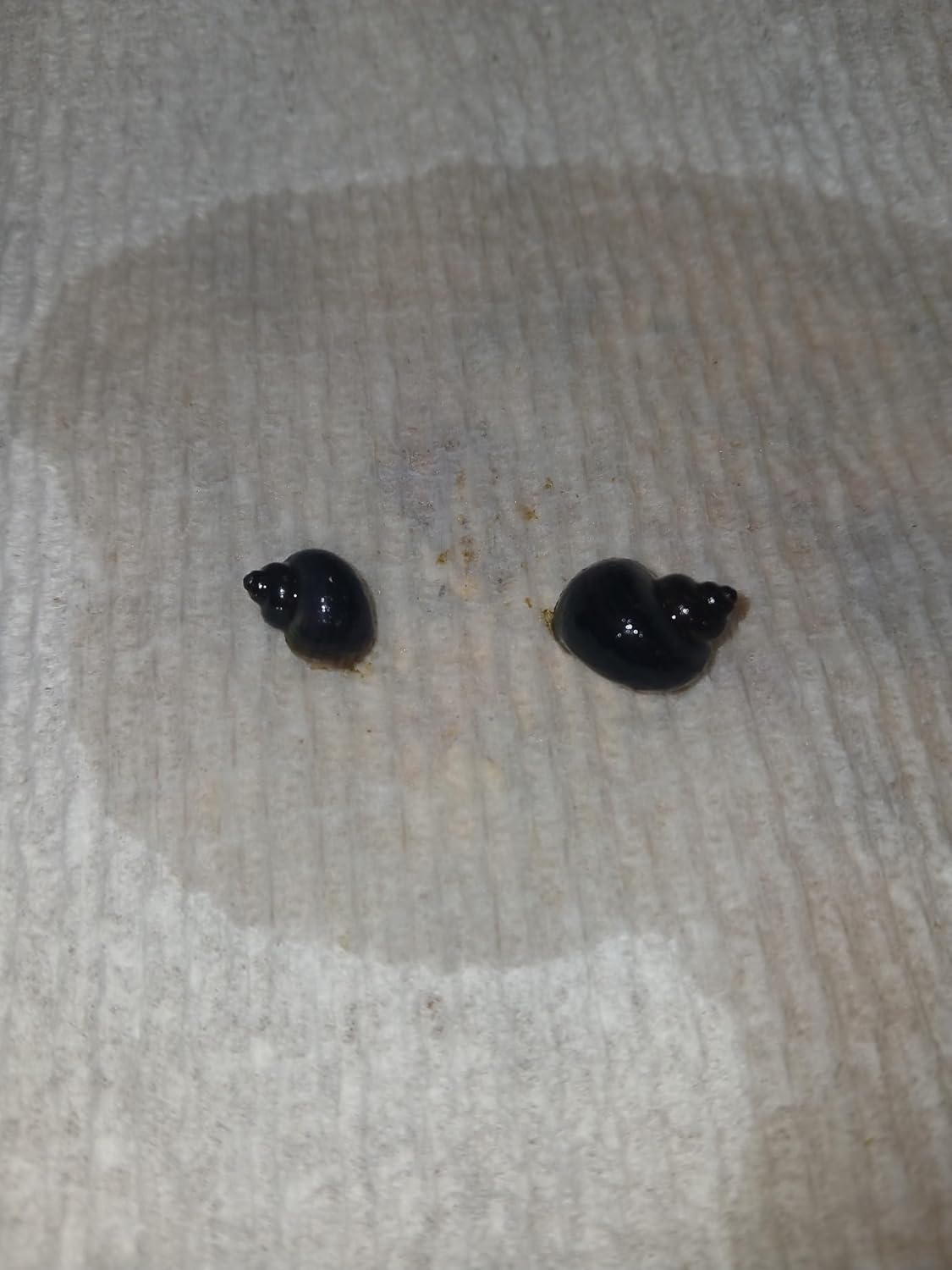 Live Aquarium Pets, 5 Live Dwarf Shrimp and 2 Purple Mystery Snails, Peaceful Tank Mates- Can not Ship to Maine Due to regulatory restrictions.