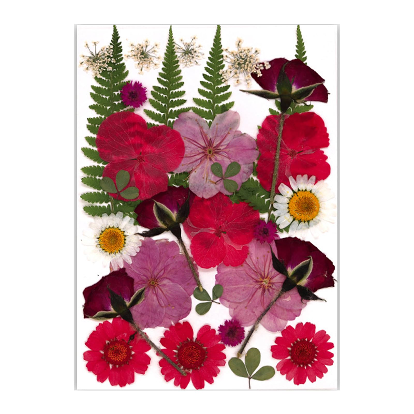 Kalttoy Natural Pressed Dried Flower Leaves Set for Scrapbooking Jewelry Making Photo Frame Phone Case Bookmarks Decorations Wrapping Flower