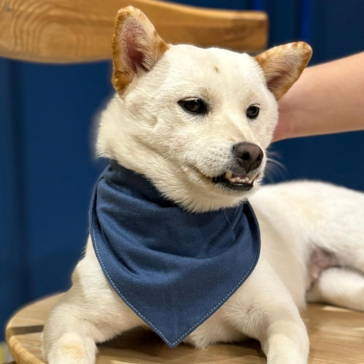 Premium Solid Navy Dog Bandana, Luxury Soft Cotton Adjustable Triangle Scarf for Small Dogs, Comfortable, Stylish, and Customizable for All Seasons, Dog Accessories image 2