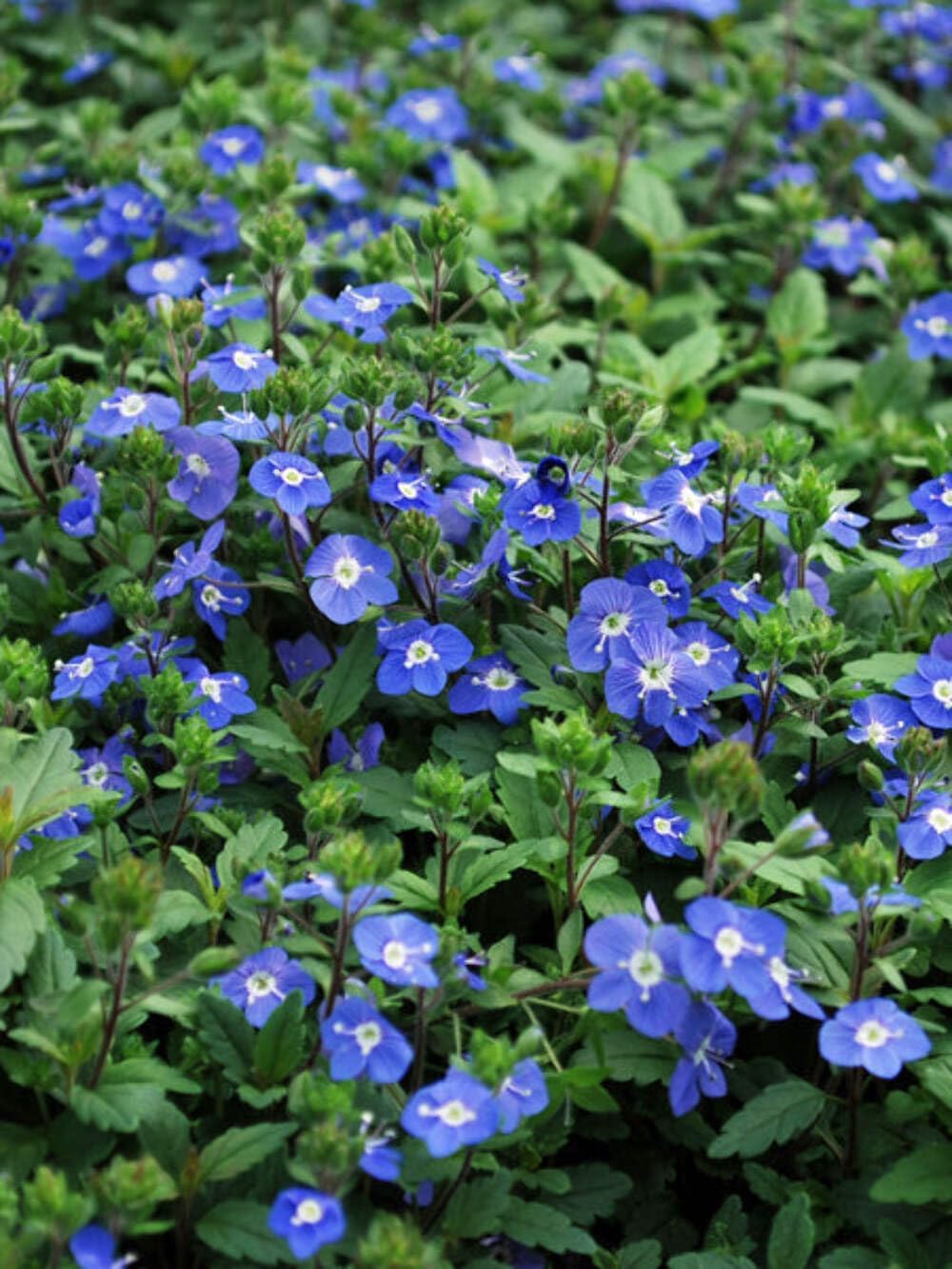 Perennial Farm Marketplace Veronica umbrosa ‘Georgia Blue’ (Speedwell) Perennial, Size-1 Quart, Sky-Blue Spring Flowers on Low Mounding Foliage
