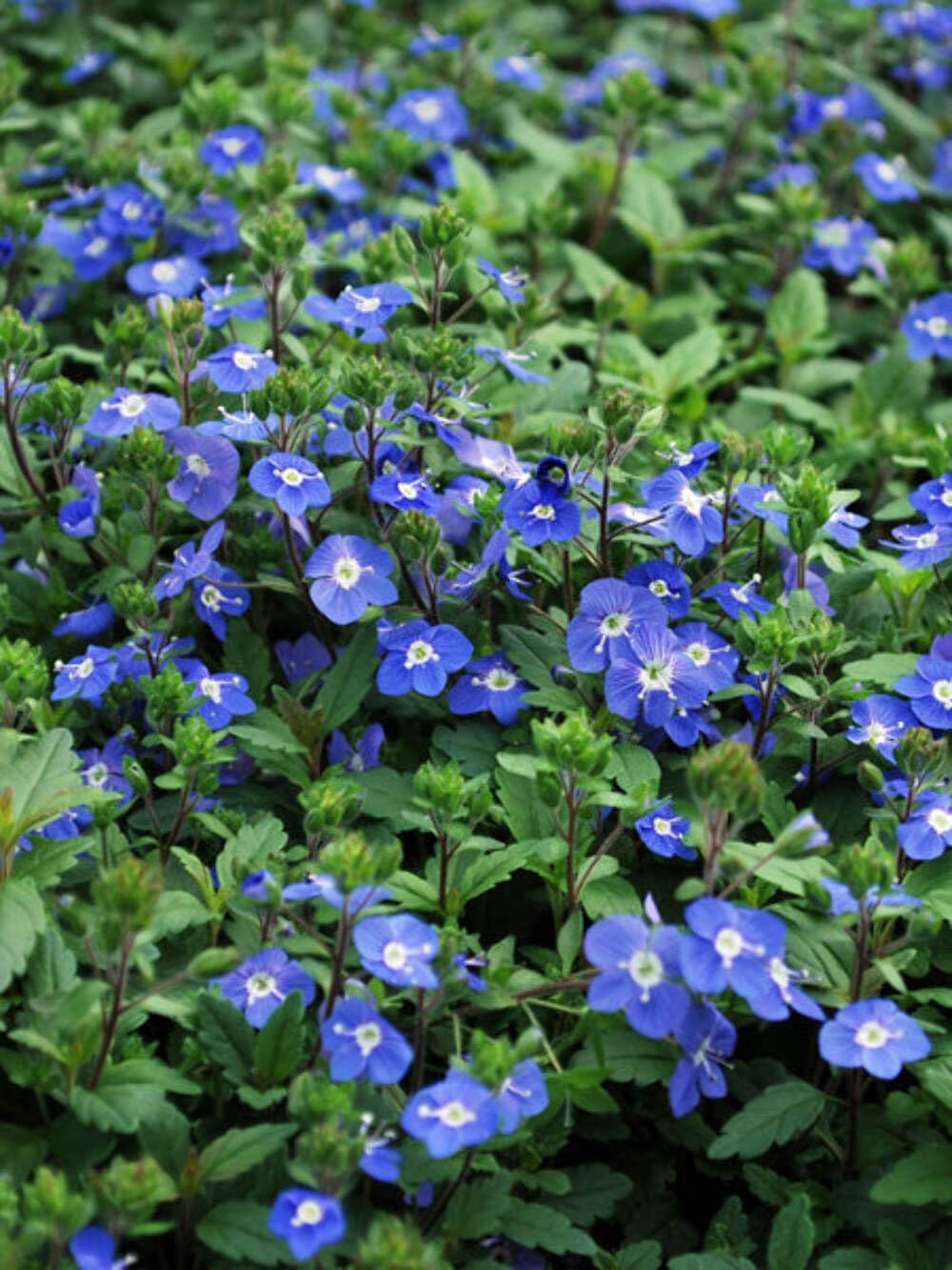 Perennial Farm Marketplace Veronica Georgia Blue