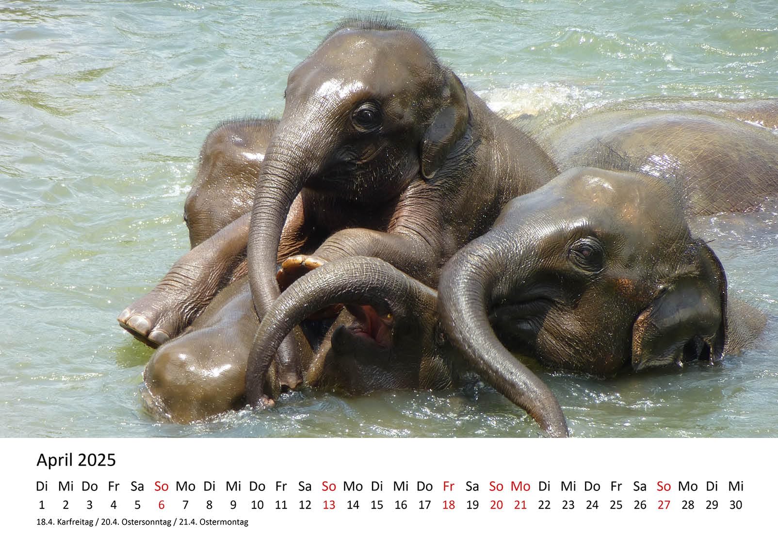 Afrikaanse Olifanten Foto's Afrikaanse Olifant Geïsoleerd Op Wit