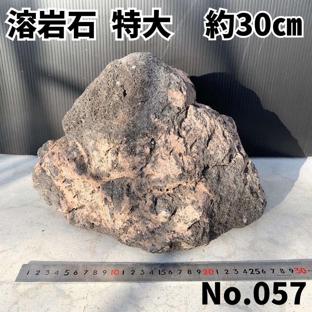 Amazon.co.jp: 溶岩石 特大サイズ 約30㎝ 親石 アクアリウム 大型水槽