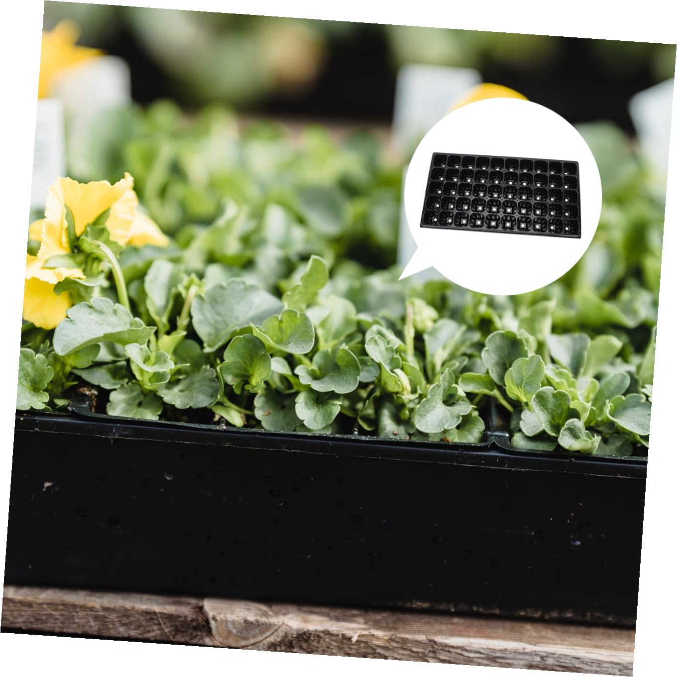 10pcs Nursery Trays Plant Germination Plates 50-Cell Thickened Plastic Seedling Starter Trays for Vegetable Gardening Greenhouse Planting Supplies