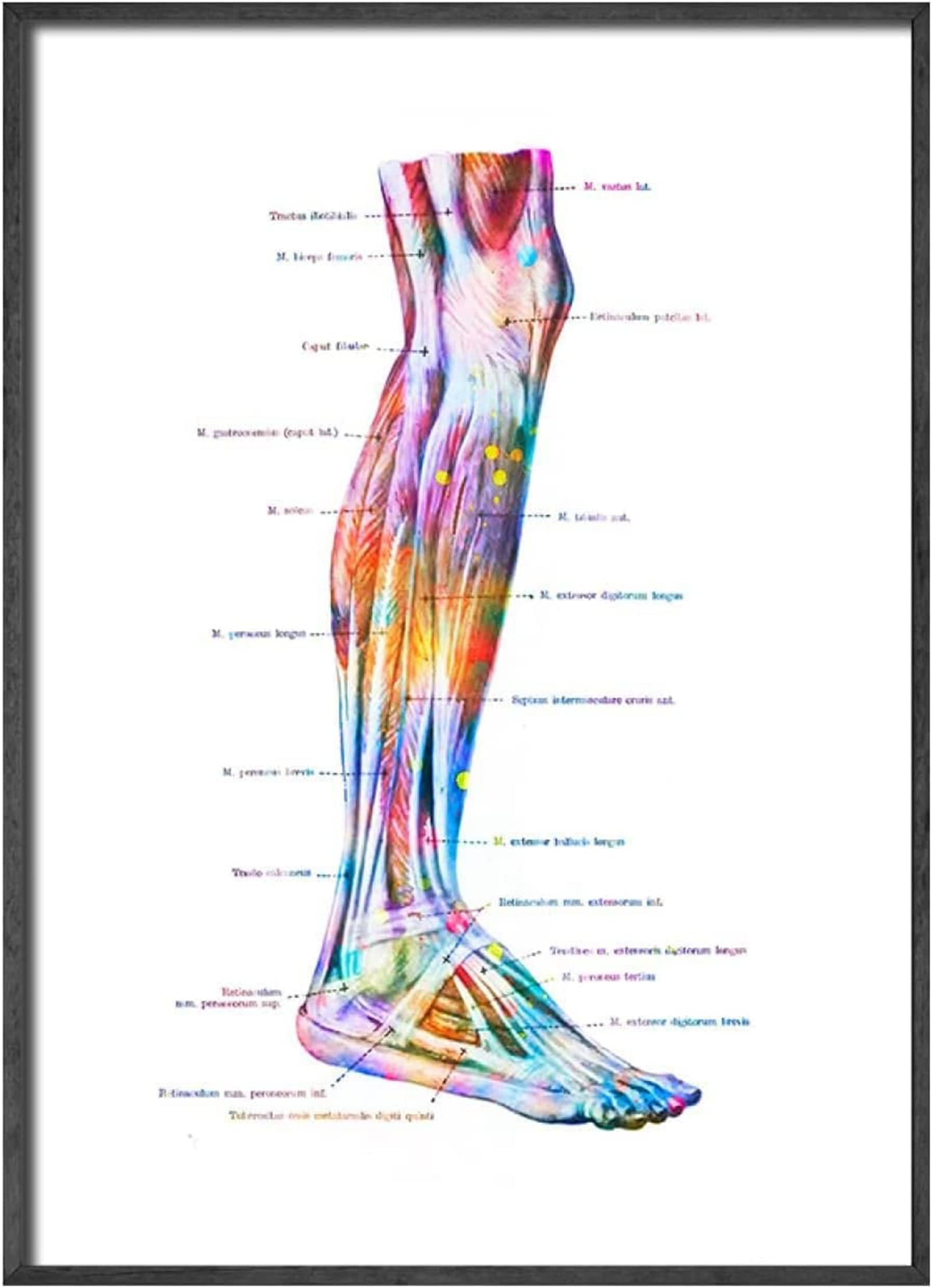 Anatomie Medizin Leinwand Malerei Bilder Menschliches Muskelsystem Poster Kunstdruck Wandbilder für Krankenhaus Klinik Deko Rahmenlos (6X50X70CM)