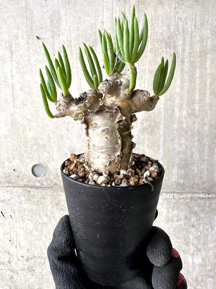 Amazon｜【現品限り】チレコドン・レティキュラータス 現地株 発根済み