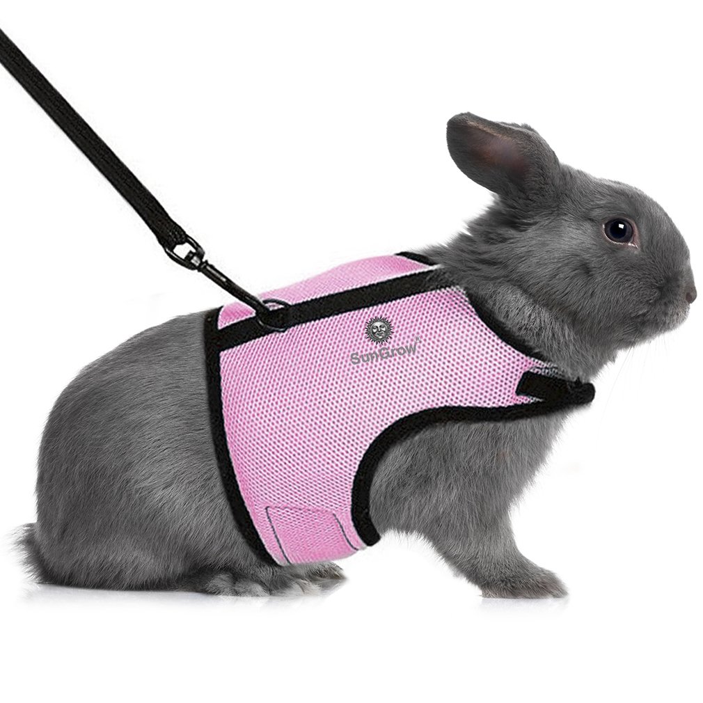 rabbit leash amazon
