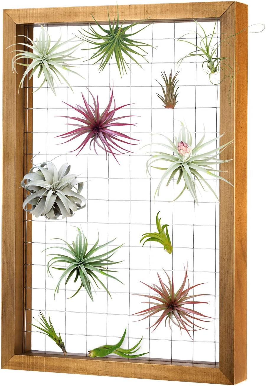 Magicfly Air Plants Frame Hanging Holder, 16 X 11 Inch Wooden Airplant Display Holder Succulent Tillandsia for House Plants, Hanger Wooden Shelf for Home Dรฉcor