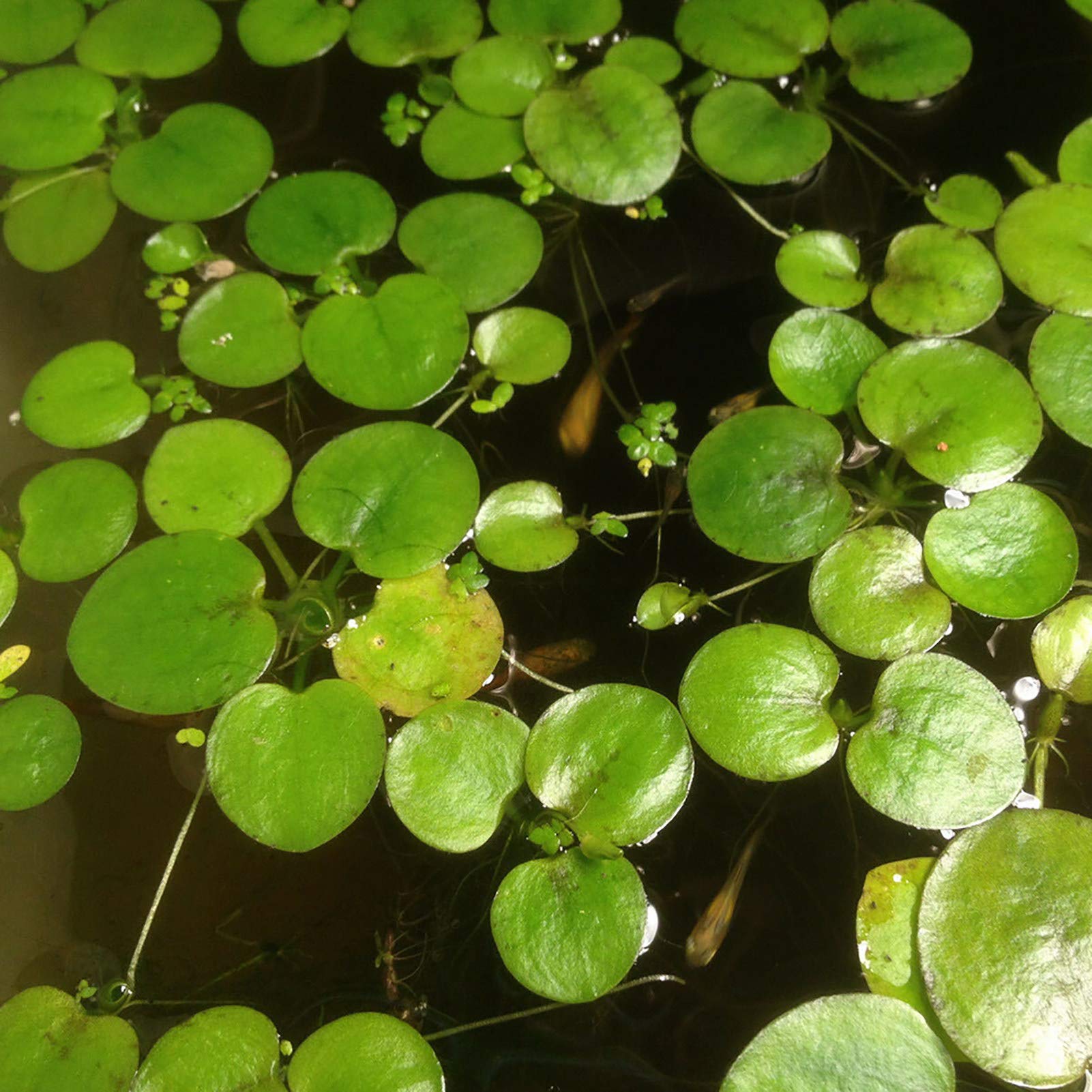 GQCQGS Plant Seeds Flower Seeds20Pcs/Bag Duckweed Seeds Strong Survivability Beautifying Green Round Small Water Plant Seeds for Water Lemna Minor Seeds for