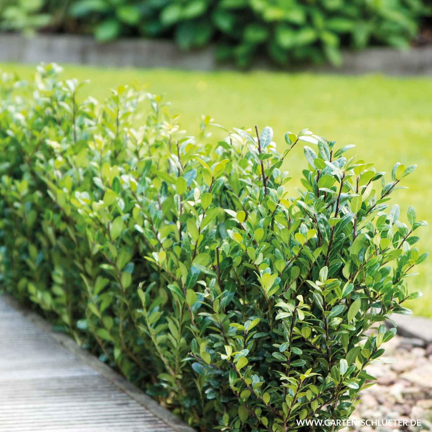 Ilex 'Robustico' - Idealer Buchsbaumersatz - Immergrün, Winterhart, Schnittverträglich - Pflegeleichte Hecke, Beeteinfassung, Formgehölz Kugel formbar - Im 2 Liter Container