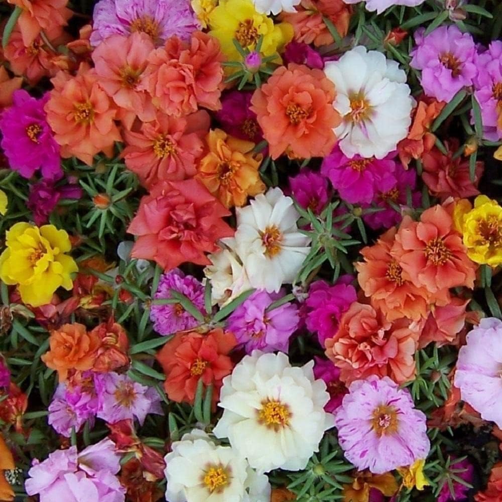 Moss Rose Portulaca GRANDIFLORA Extra Double Mix 3000 Seeds