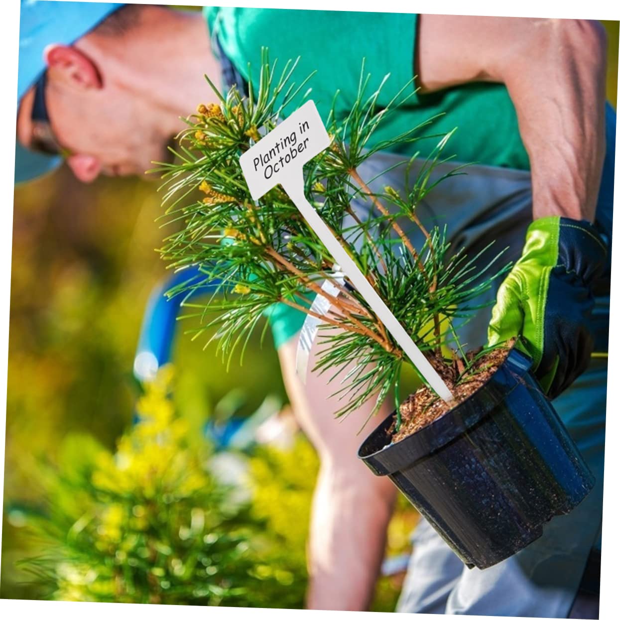 ibasenice 2 Sätze Gartenpflanzenschilder Kunststoff Wetterfeste Etiketten Für Pflanzen Und Obstbäume Für Gartenarbeit Blumenläden Und Parks Wiederverwendbar Robust Und Langlebig 25 Stück * 2